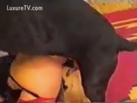 Foursome dog sex with beastiality lovers